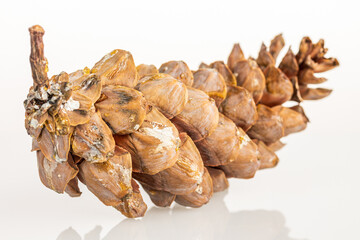 Fir pine cone evergreen plant structure macro shot, isolated on white background