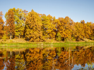 autumn forest in golden colors, blue sky, autumn landscape
