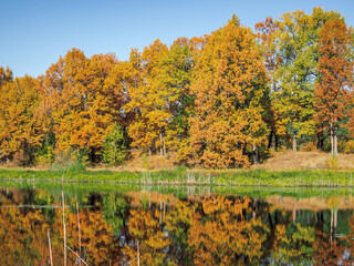autumn forest in golden colors, blue sky, autumn landscape