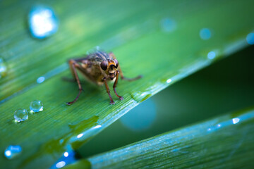 Flesh Fly on a Leaf Outdoors in Slovenia
