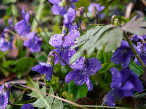 wild wildflowers covered with raindrops in nature in spring