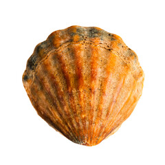 Sea water shells from marine life selective focus isolated