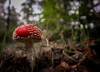 fly agaric mushroom