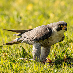 Peregrine falcon in a field with prey.