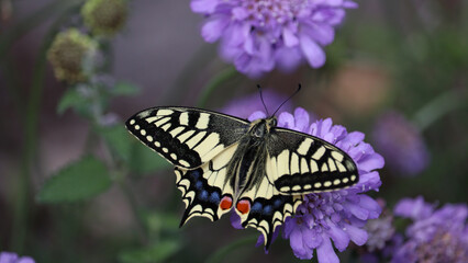 butterfly on flower