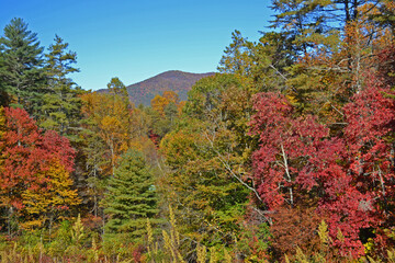 a mountain peak behind trees wit fall colors