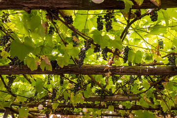 wild grapes with clusters on the wooden covering of the terrace create shade. - 669303587