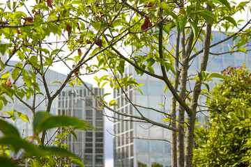 View of elements of modern office buildings through the foliage of trees.