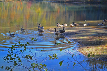 Canadian geese on the lake in autumn