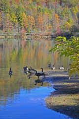 Canadian geese in a lake in autumn