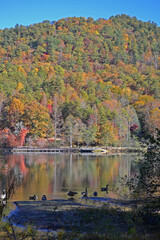 autumn landscape with lake and Canadian geese