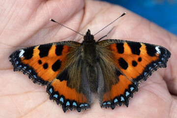 Small Tortoiseshell Butterfly - Aglais Urticae on palm of a a Biologist