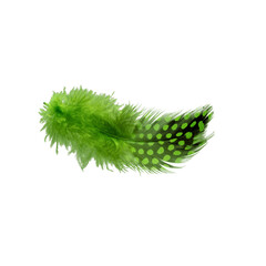 green feather bird quail isolated on white background - 669305577