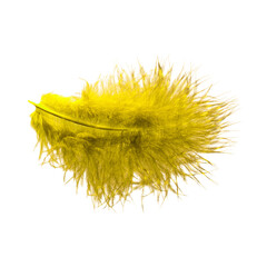 yellow feather bird quail isolated on white background - 669305598