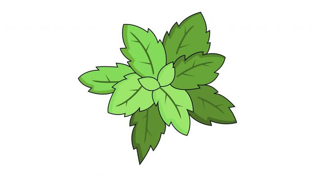 Animation forms a mint leaf icon