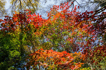 木漏れ日で光り輝く紅葉樹