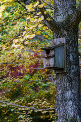 イチョウの木に付けられた巣箱