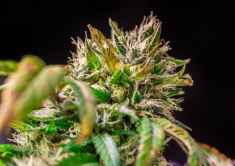 HDR close up shot of a cannabis plant blossom
