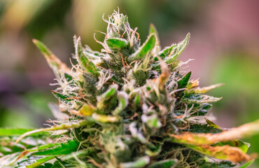 HDR close up shot of a cannabis plant blossom
