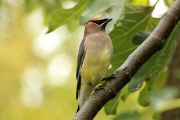 Cedar Waxwing in Fig Tree 03