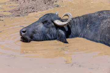 dairy buffalo cow on water in pasture. Minas Gerais, Brazil