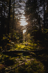 Obraz premium forest in autumn