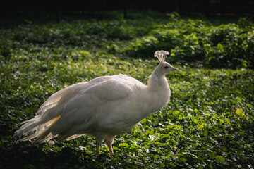 white peacol in the grass