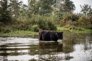buffalo in the river