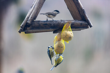 Bird feeding House Full of birds
