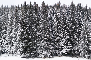 Winter Coniferous Trees Covered by Beautiful Snow Background - obrazy, fototapety, plakaty