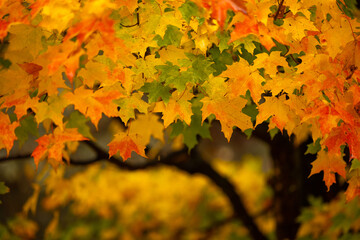 Feuilles d'érables sur branche, automne, orange, , horizontal