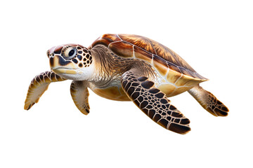 sea turtle isolated on a transparent background, green sea turtle swimming isolated. Generative AI
