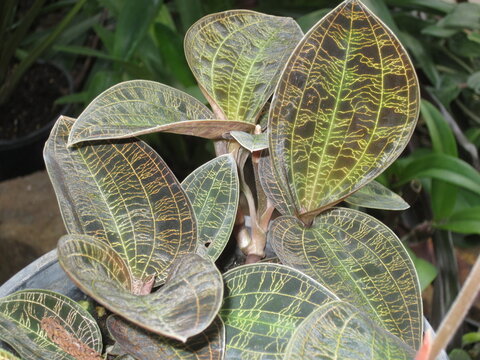 Macodes petola&nbsp;is a species of&nbsp;jewel orchid&nbsp;endemic to&nbsp;Southeast Asia&nbsp;including in Malaysia, New Guinea, Vanuatu, the Philippines and Sumatra...