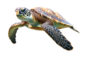 Fototapeta premium sea turtle isolated on a transparent background, green sea turtle swimming isolated. Generative AI