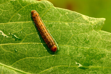 Waterdrop Caterpillar 06