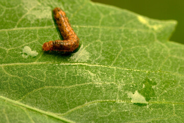 Caterpillar Green Leaf 01