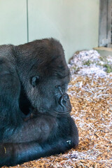 gorilla with squashed face