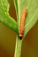 Dahlia Leaf Caterpillar 02