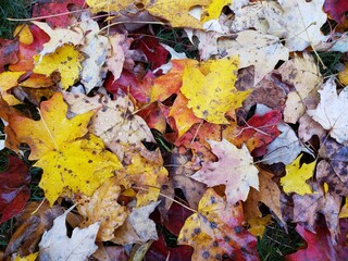 Fallen Autumn Leaves on Grass