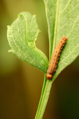 Dahlia Leaf Caterpillar 03