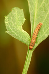 Dahlia Leaf Caterpillar 06