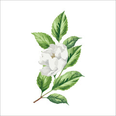 White Gardenia Illustration in Watercolor