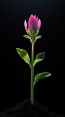 A pink flower with green leaves on a black background