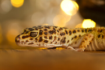 Leopard Gecko  with bokeh background