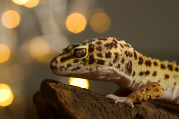 Leopard Gecko  with bokeh background