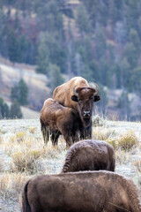 Fototapeta premium American bison covered in frost in an early autumn morning in Yellowstone National Park