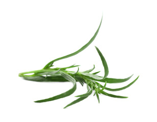 One sprig of fresh tarragon on white background