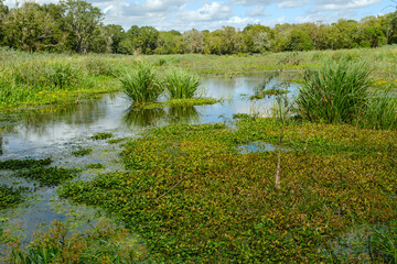 wetland in Houston, TX