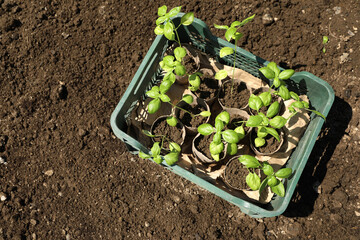 Beautiful seedlings in crate on ground outdoors, top view. Space for text