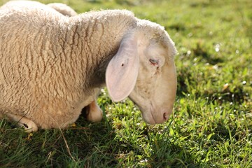 Cute sheep grazing outdoors on sunny day. Farm animal